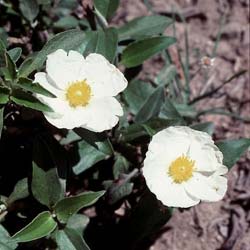 Jara de hoja de laurel